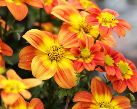 Pelargonia i petunia pójdą w odstawkę. Ten kwiat jest bardziej wytrzymały i zdobi balkony aż do przymrozków