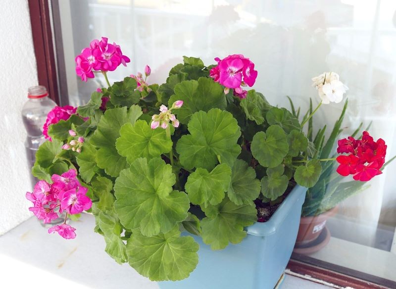 Po zimowaniu pelargonię warto przyciąć, aby miała ładny pokrój.