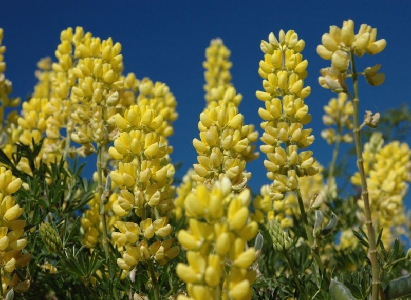 Łubin żółty wzbogaci glebę w cenny dla roślin azot.