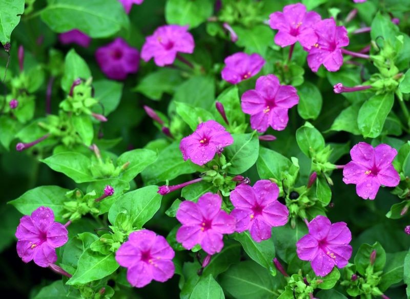 Dla dziwaczka znajdźmy słoneczne stanowisko w ogrodzie.