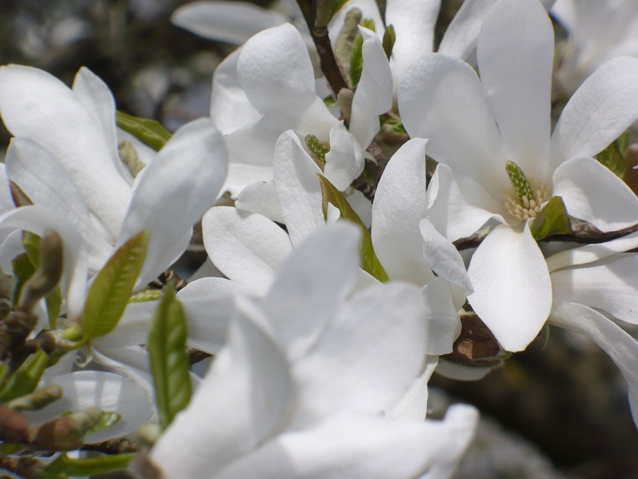 Pozostałe, Czas na majówkę ..........i..........czas na magnolie .......... - ...........i magnolia biała...............