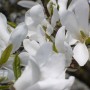 Pozostałe, Czas na majówkę ..........i..........czas na magnolie .......... - ...........i magnolia biała...............