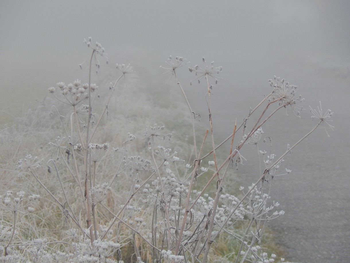 Leśne klimaty, WINTER ART ...