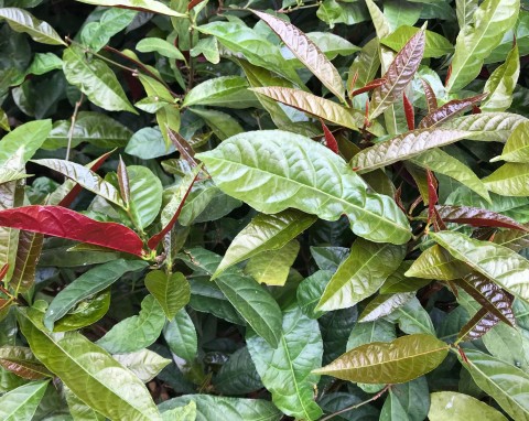 Kiścień Waltera (Leucothoe walteri)