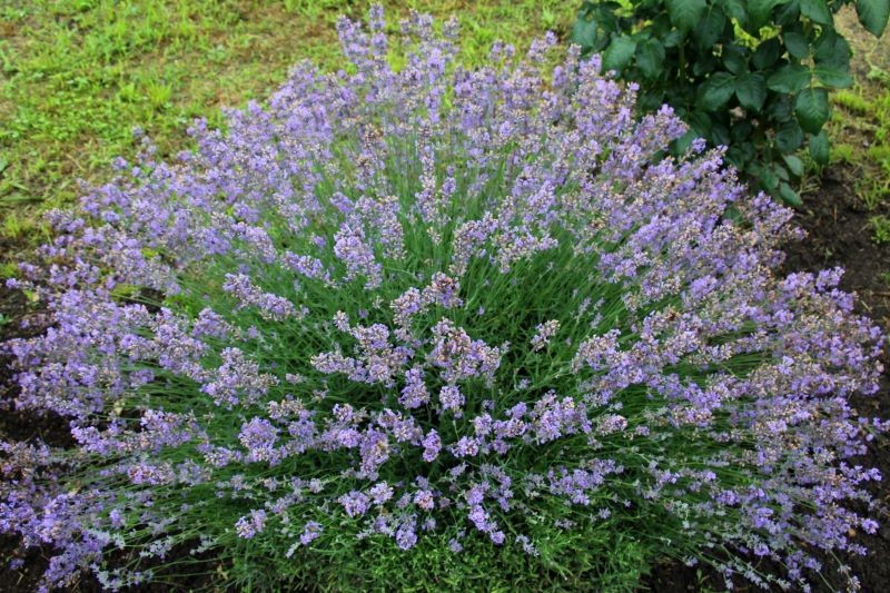 Komary nie lubią zapachu lawendy.