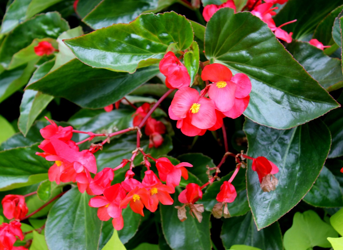 begonia dragon