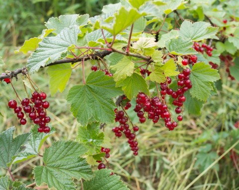 Porzeczki odwdzięczą się obfitymi plonami w sezonie. Wystarczy dokarmić je specjalną mieszanką
