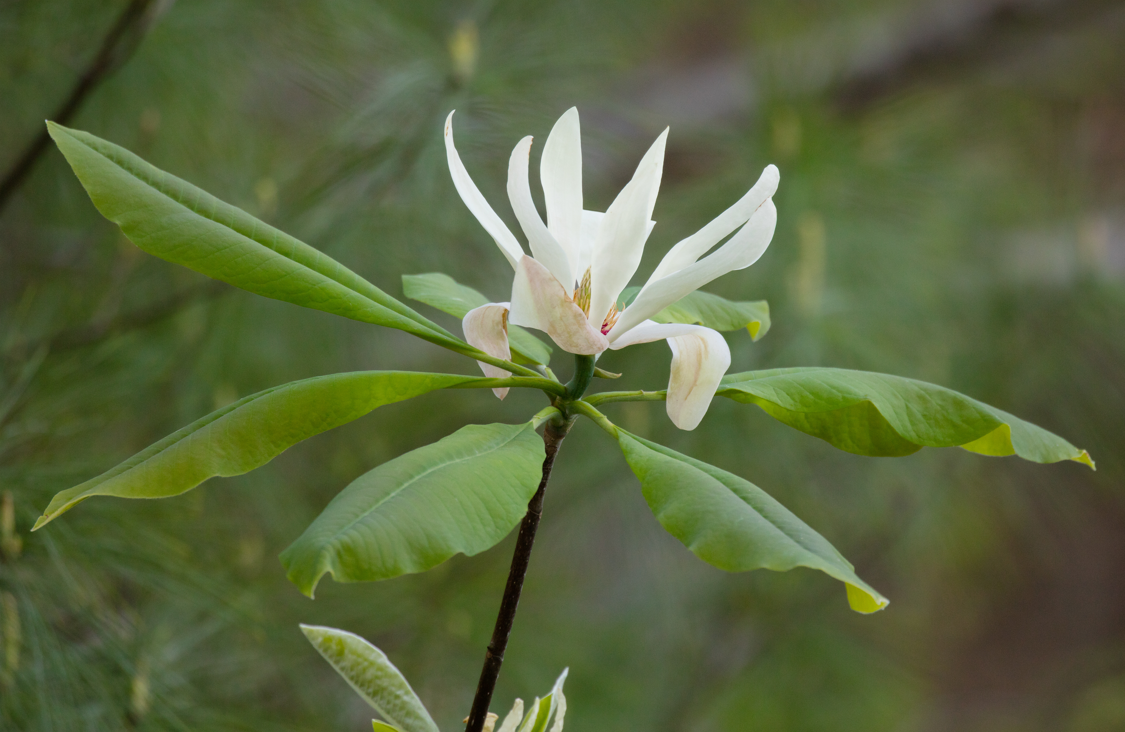 Magnolia parasolowata
