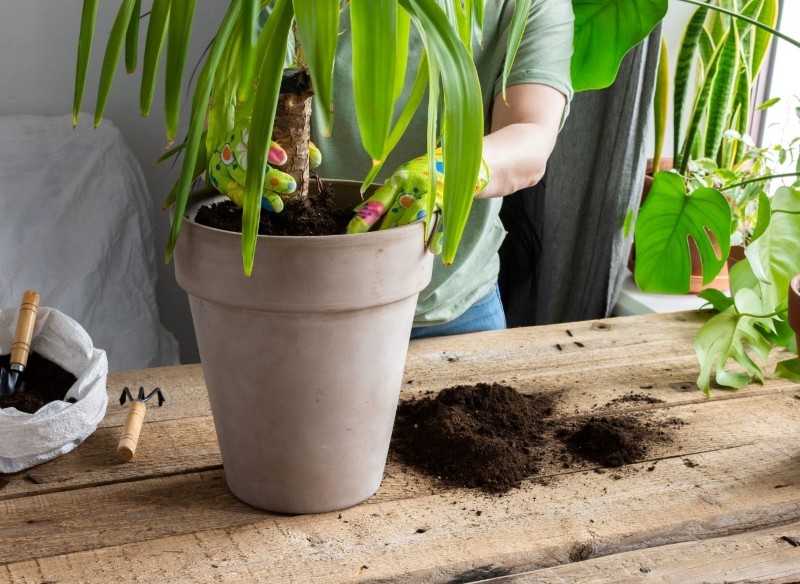 dlaczego liście juki opadają