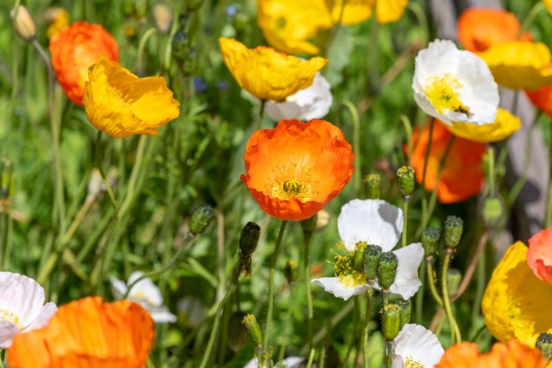 Mak syberyjski można siać na rozsadę już od połowy lutego.