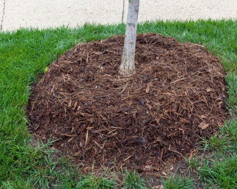 Najczęstsze błędy w ściółkowaniu jesienią. Zamiast pomóc, zaszkodzą roślinom w ogrodzie