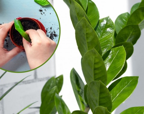 Rozmnażanie zamiokulkasa z liścia – prosty sposób w trzech wariantach