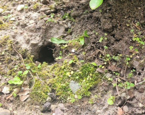 Małe, ale głębokie dziury w rabacie? Wlej w nie płyn domowej roboty, nornica szybko ucieknie