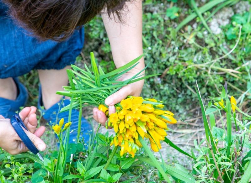 Możemy zdecydować się na odmiany frezji o intensywnie żółtych kwiatach.