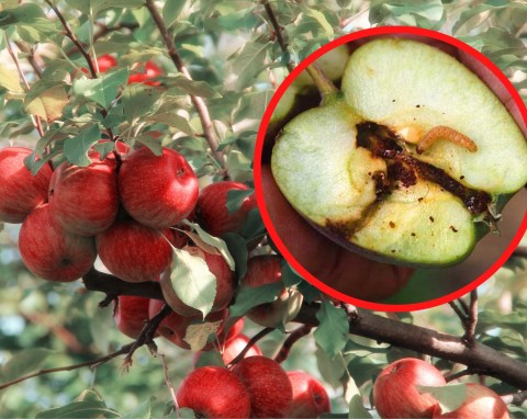 Robaki w jabłkach - jakie opryski stosować na owocówki jabłkóweczki?