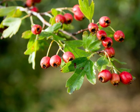 Głóg dwuszyjkowy (Crataegus laevigata)