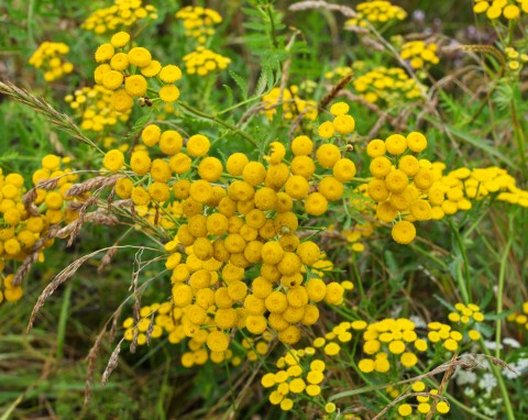 W ogrodzie pomoc nr 1, kiedyś dodawano do potraw. Dziś to roślina zakazana