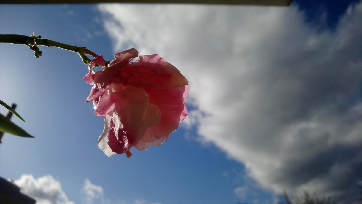 Balkon, Wiosenne kwiaty.............. - ..................i oleander................................zakwitł w kuchni ale już jest na balkonie .............