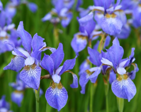 Kosaciec syberyjski (Iris sibirica)