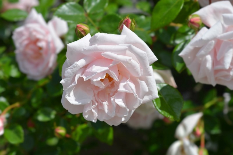 wyjątkowo odporne odmiany róż