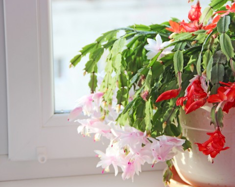 Jak ożywić więdnącego grudnika? Prosty sposób na przywrócenie mu witalności i obfitego kwitnienia