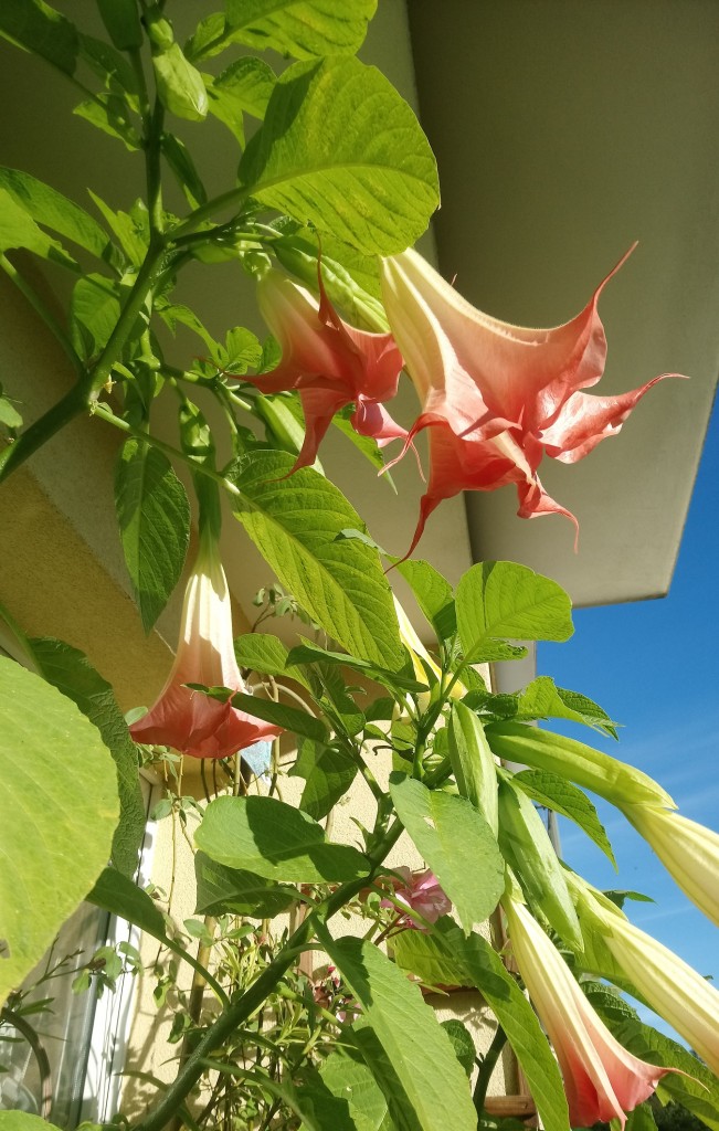 Balkon, Lato na balkonie.............moje datury........... - .................i datura................