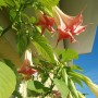 Balkon, Lato na balkonie.............moje datury........... - .................i datura................