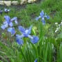 Rośliny, Kolorowy świat - IRYSY KARŁOWATE - maj