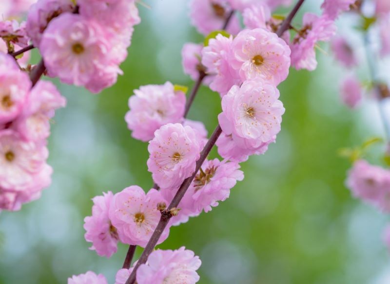 Kwiaty migdałka to jego najpiękniejsza ozdoba.