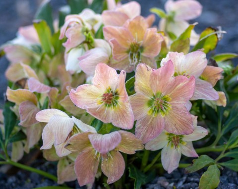 Ciemierniki będą obficie kwitły aż do wiosny. Wystarczy zadbać o te 3 rzeczy