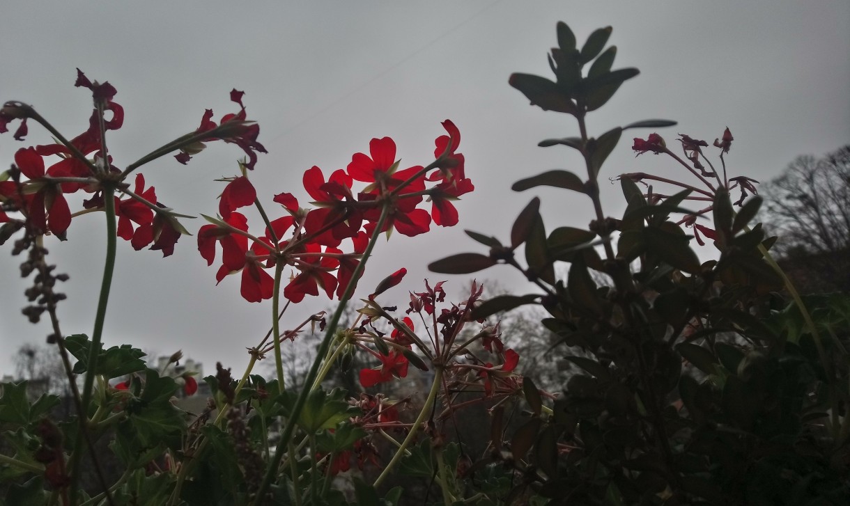 Balkon, Zaraz grudzień................... - ................i wciąż kwitnące pelargonie na balkonie..............