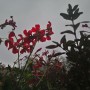 Balkon, Zaraz grudzień................... - ................i wciąż kwitnące pelargonie na balkonie..............