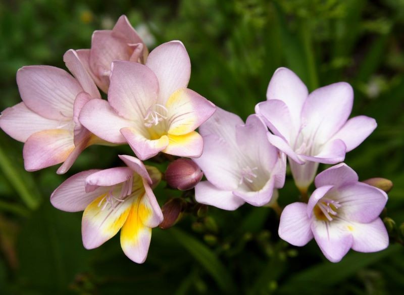 Iksja wymaga wykopania już we wrześniu.