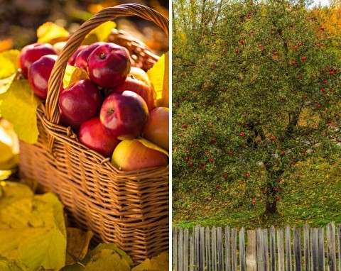 Przycinanie jabłoni jesienią. Kiedy najlepiej przycinać jabłonie i dlaczego jest to ważne?