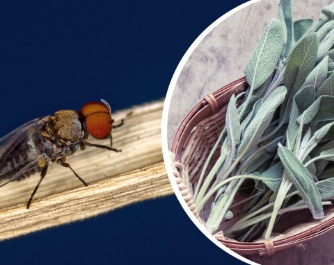 Plaga meszek w domach i ogrodach. Jak pozbyć się uciążliwych owadów, które gryzą?