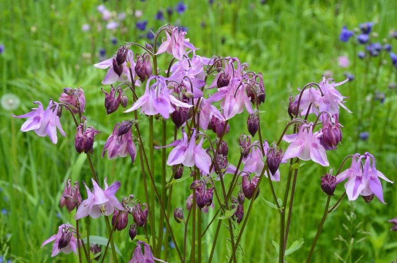 Orliki odstraszają ślimaki.