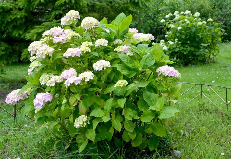 Ściółkowanie hortensji ma wiele zalet.