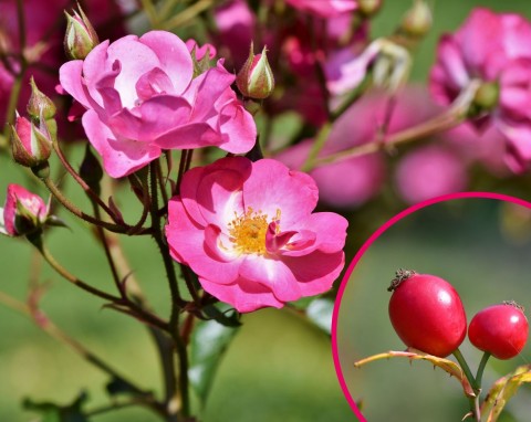 Uprawa dzikiej róży w ogrodzie. Właściwości i zastosowanie płatków i owoców dzikiej róży
