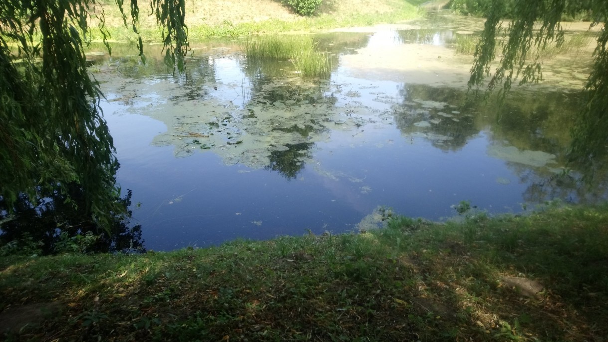 Rośliny, Wrześniowa .........jeszcze letnia galeria..... - .................i lilie wodne na stawie..............