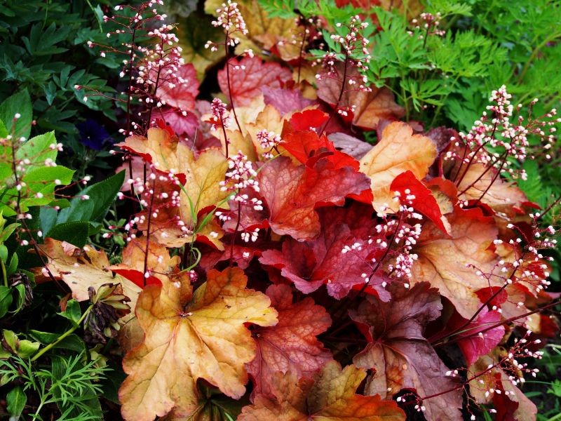 Żurawka ogrodowa (Heuchera hybrid) współgra z funkiami i innymi roślinami, które lubią cień.