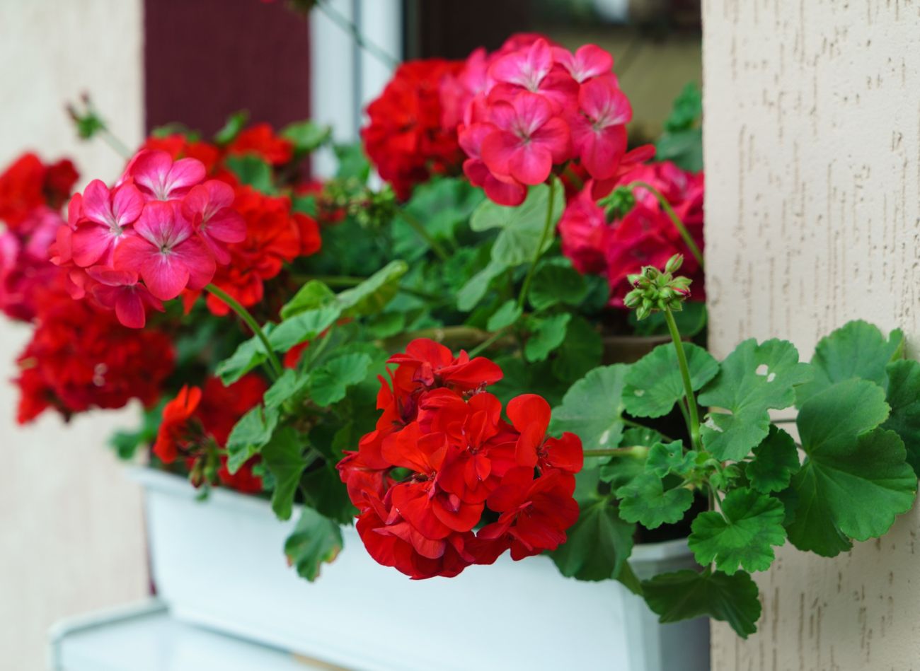  Pelargonie rozrosną się i będą długo kwitły. Cały sekret to sposób ich sadzenia