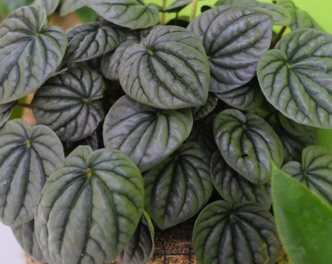 Peperomia kędzierzawa (Peperomia caperata)