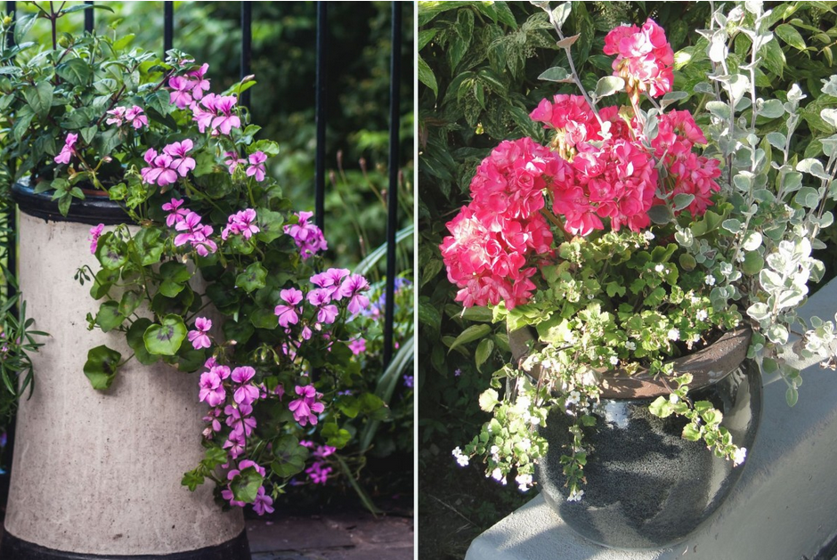 donica z pelargoniami