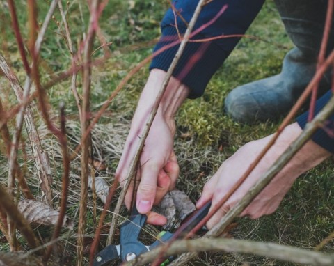 Jedno cięcie, więcej owoców. Jak przycinać borówkę amerykańską w ziemie, żeby lepiej plonowała?