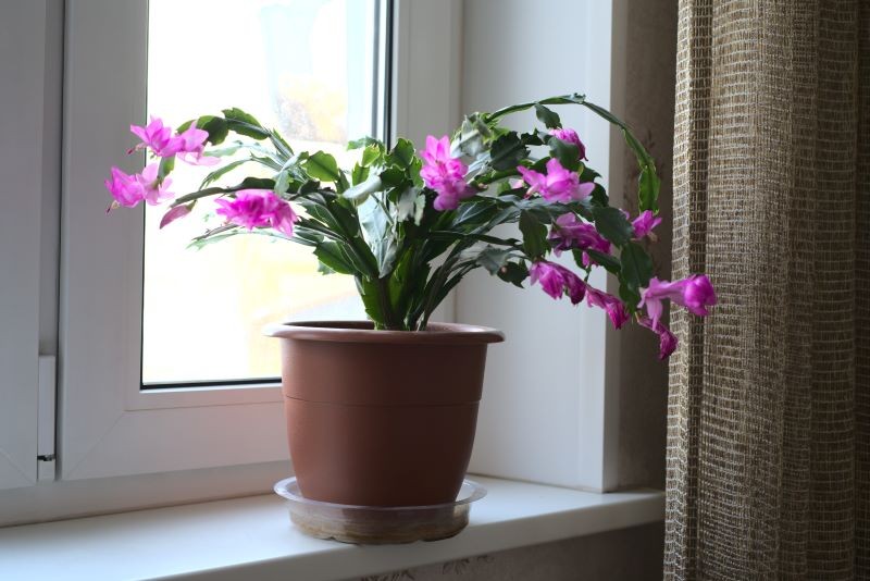 Grudnik potrzebuje przechłodzenia w okresie spoczynku, aby zawiązał kwiaty.