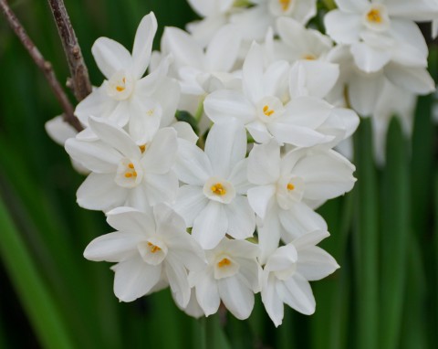 Posadź teraz, a zakwitnie na Boże Narodzenie. Po domu będzie się roznosił zapach pierniczków