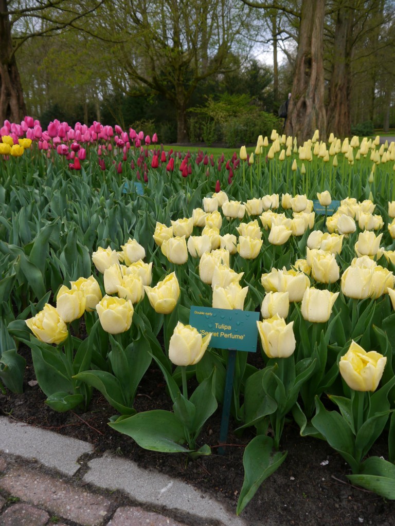 Pozostałe, Keukenhof