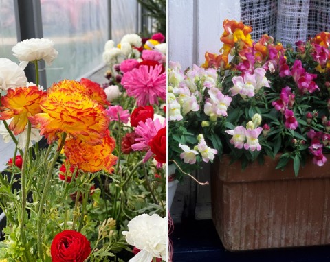 Jakie kwiaty można posadzić na balkonie w kwietniu? Im niestraszne są zmiany temperatury