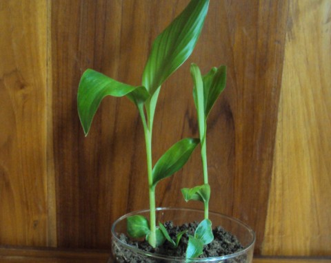 Uprawa kurkumy w doniczce. Jak w prosty sposób wyhodować piękną i zdrową roślinę?