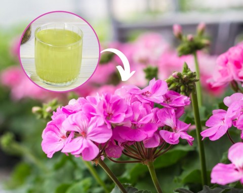 Jedna szklanka sprawi, że pelargonie eksplodują kwiatami. Jak przygotować domową odzywkę do pelargonii?